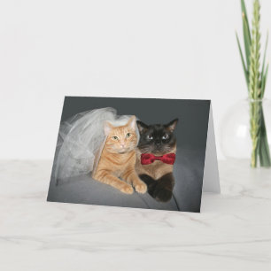 Kattbrud och -brudgum meddelande