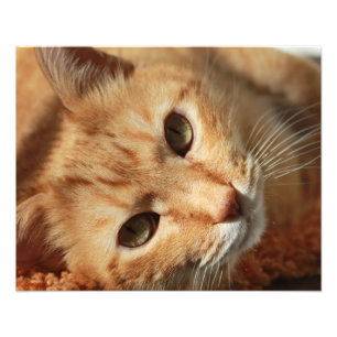 Kattcitat Fototryck