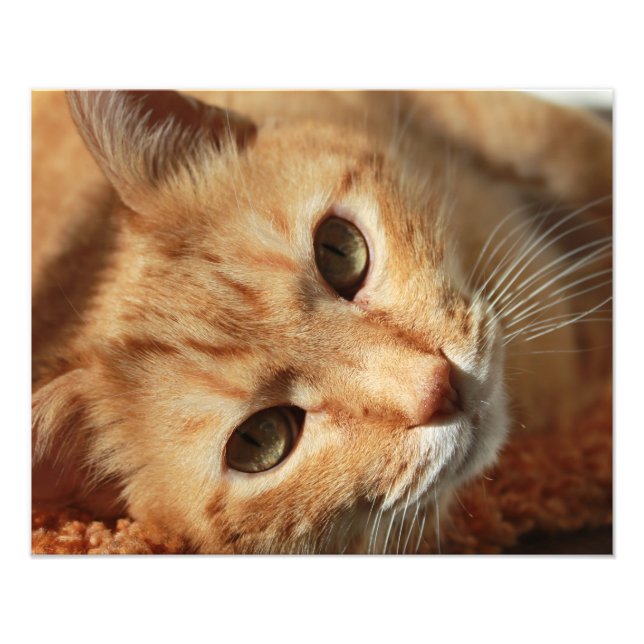 Kattcitat Fototryck (Framsidan)