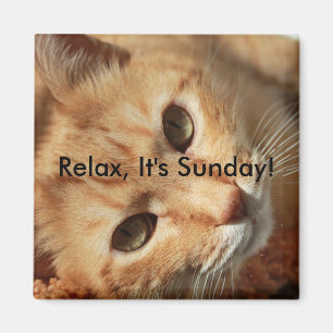 Kattcitat Magnet