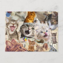 Kattcollage vykort