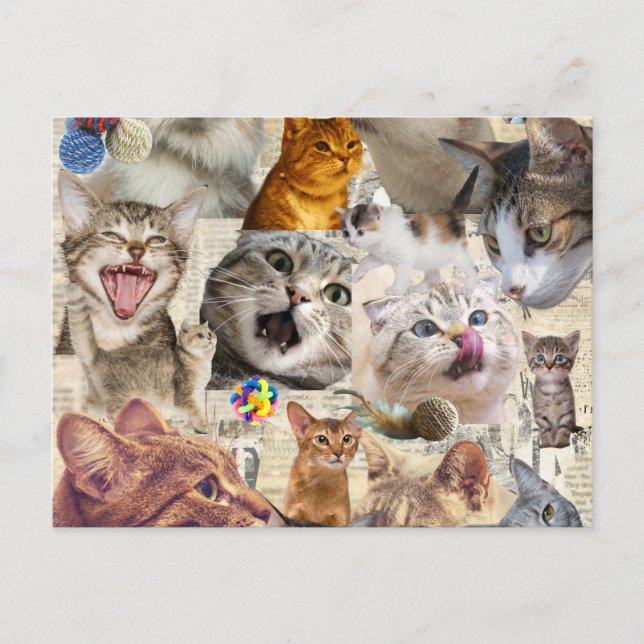 Kattcollage vykort (Framsida)