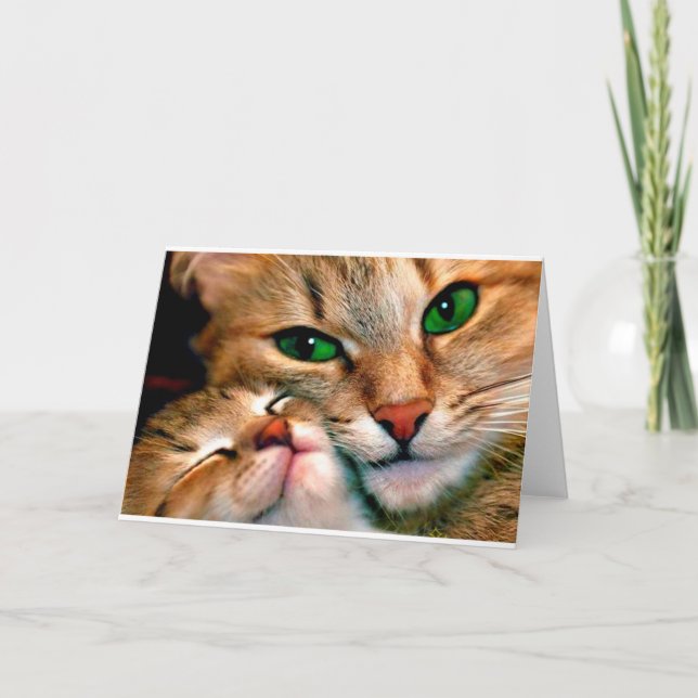 Kattcuddles. Kort (Framsida)