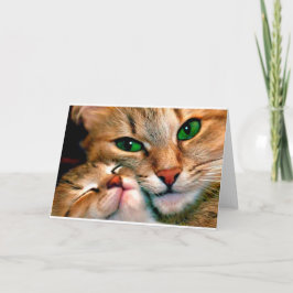 Kattcuddles. Kort