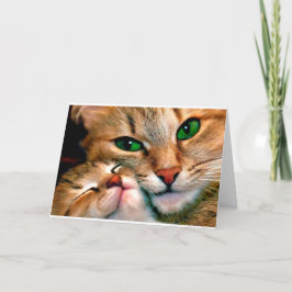 Kattcuddles. Kort