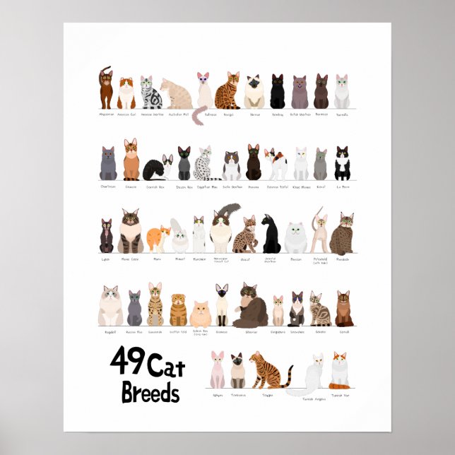Kattdiagram Poster (Framsidan)