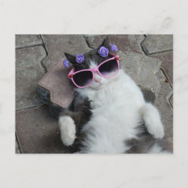 Kattdjur Diva Vykort