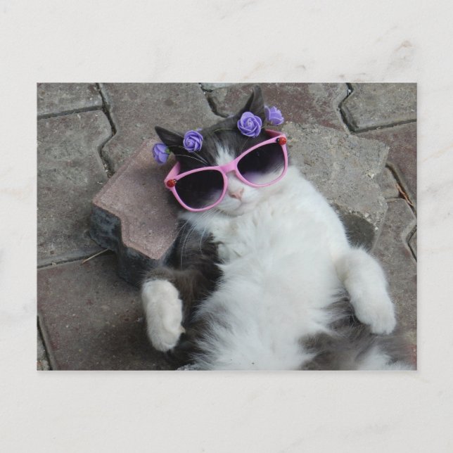 Kattdjur Diva Vykort (Framsida)