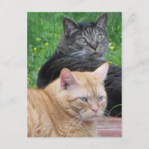 Kattdjur Duo Vykort