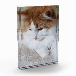 (Kattdjur Finare) Kattunge-koncentration: kattfoto