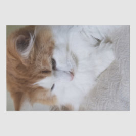 (Kattdjur Finare) Kattunge-koncentration: kattfoto