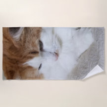 (Kattdjur Finare) Kattunge-koncentration: kattfoto