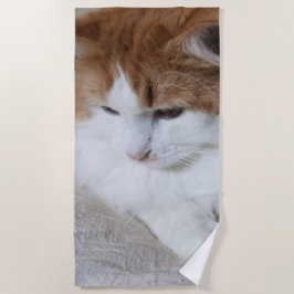 (Kattdjur Finare) Kattunge-koncentration: kattfoto