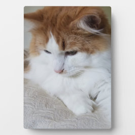 (Kattdjur Finare) Kattunge-koncentration: kattfoto