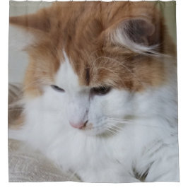 (Kattdjur Finare) Kattunge-koncentration: kattfoto
