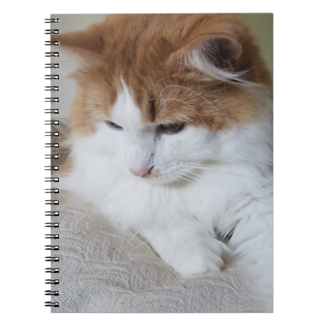 (Kattdjur Finare) Kattunge-koncentration: kattfoto Anteckningsbok (Framsidan)