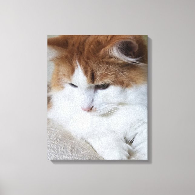 (Kattdjur Finare) Kattunge-koncentration: kattfoto Canvastryck (Framsida)