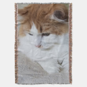 (Kattdjur Finare) Kattunge-koncentration: kattfoto Filt