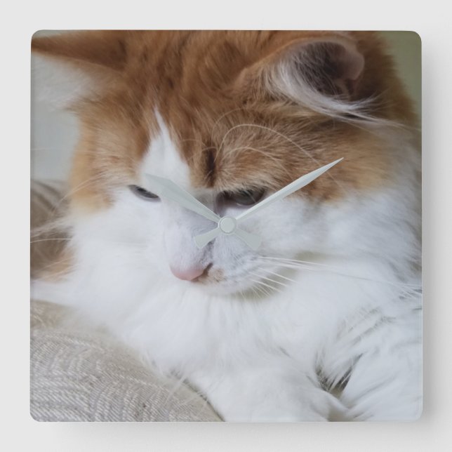 (Kattdjur Finare) Kattunge-koncentration: kattfoto Fyrkantig Klocka (Framsida)