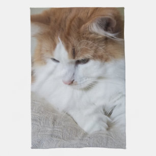 (Kattdjur Finare) Kattunge-koncentration: kattfoto Kökshandduk