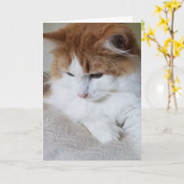 (Kattdjur Finare) Kattunge-koncentration: kattfoto Kort
