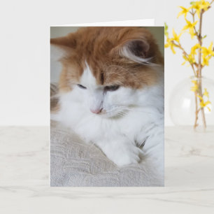 (Kattdjur Finare) Kattunge-koncentration: kattfoto Kort