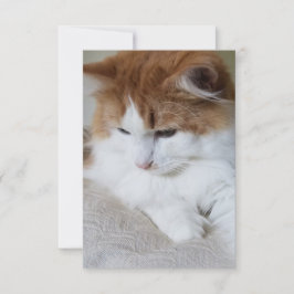 (Kattdjur Finare) Kattunge-koncentration: kattfoto Kort