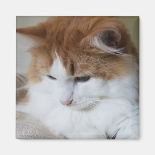 (Kattdjur Finare) Kattunge-koncentration: kattfoto Magnet