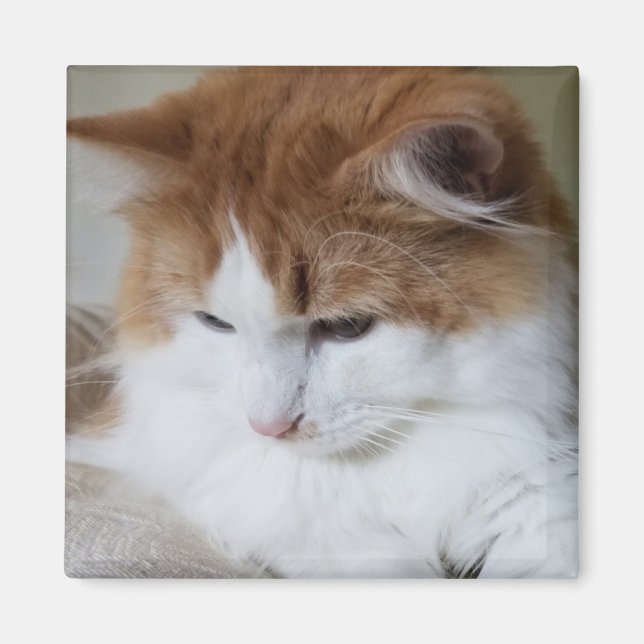 (Kattdjur Finare) Kattunge-koncentration: kattfoto Magnet (Framsidan)