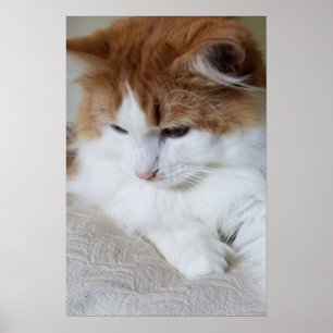 (Kattdjur Finare) Kattunge-koncentration: kattfoto Poster