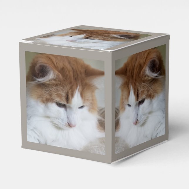 (Kattdjur Finare) Kattunge-koncentration: kattfoto Presentaskar (Framsidan Sidan)