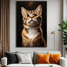 Kattdjur Gaze