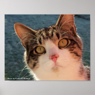 Kattdjur Gazing Poster
