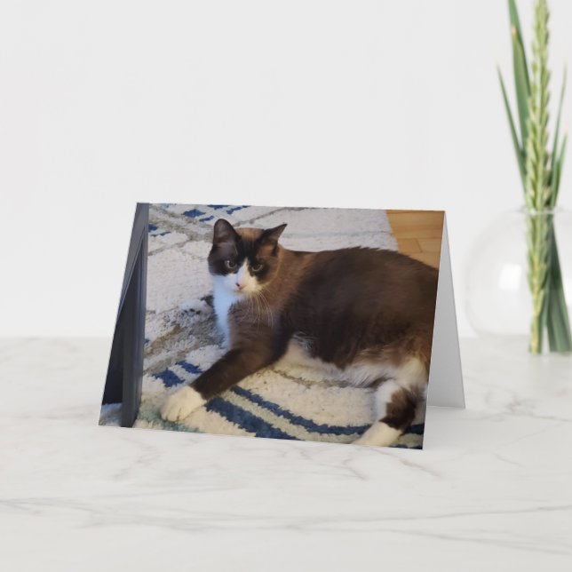 Kattdjur kattgris kort (Framsida)