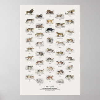 Kattdjur - Naturalist's Library Poster