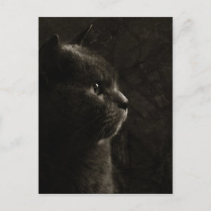 Kattdjur silhuette - vykort