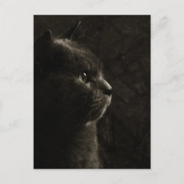 Kattdjur silhuette - vykort