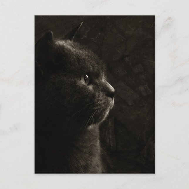 Kattdjur silhuette - vykort (Framsida)