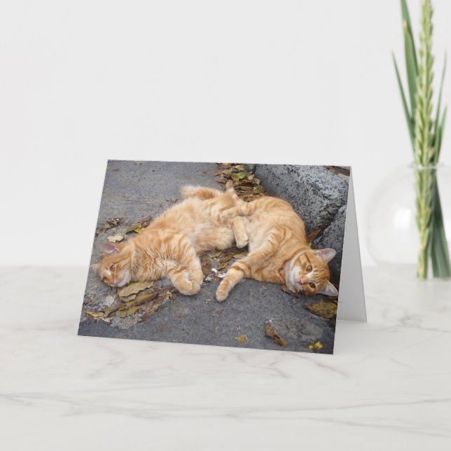 Kattdjurets budgetar kort (Framsida)