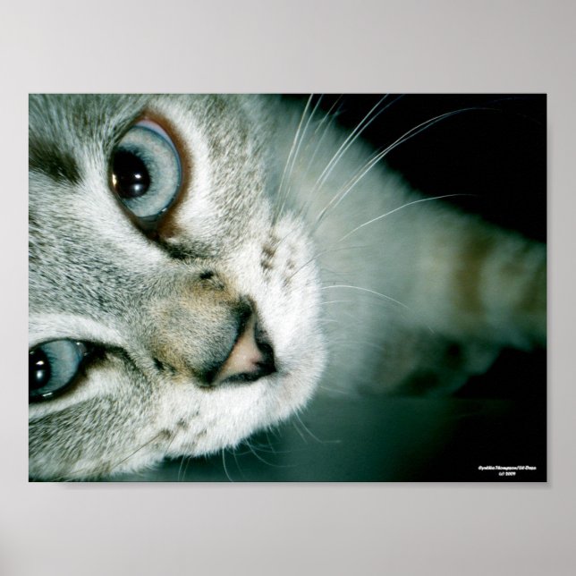 Kattdjurets vänner 001 poster (Framsidan)