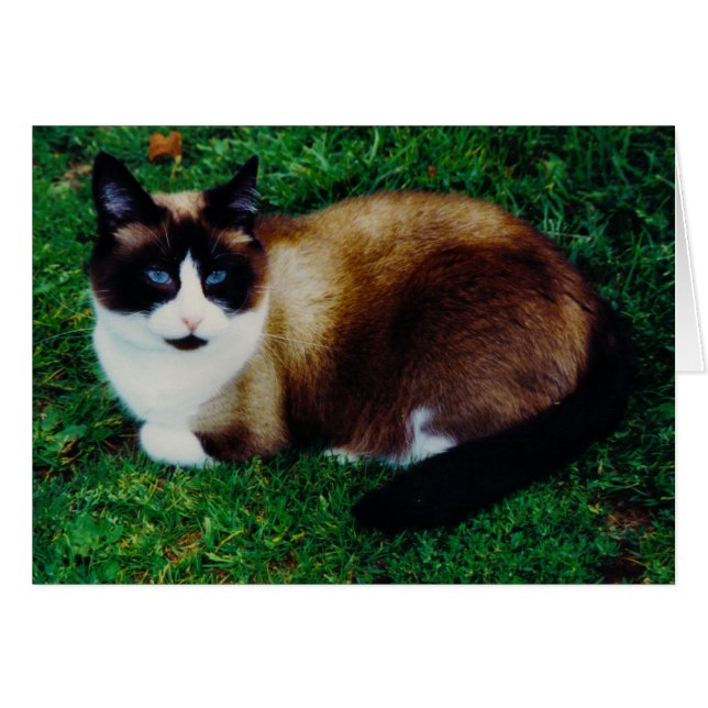 Kattdjurskönhet OBS Kort (Framsidan Horizontal)