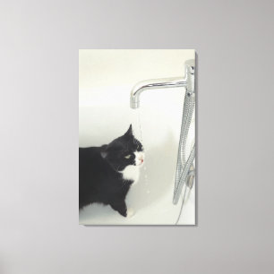 Kattdricksvatten som är genomblött från ett kla canvastryck