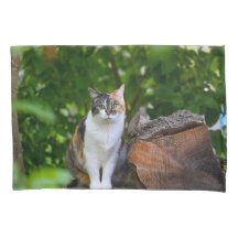 Katten  