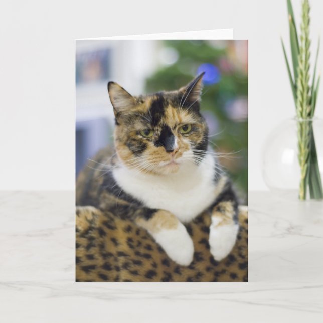 Katten är inte ammad helgkort (Framsida)