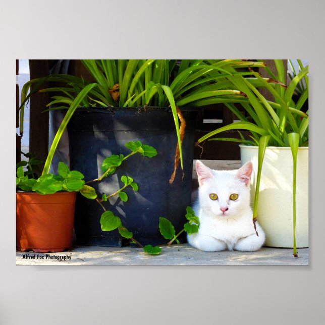 Katten Bland Växterna Poster (Framsidan)
