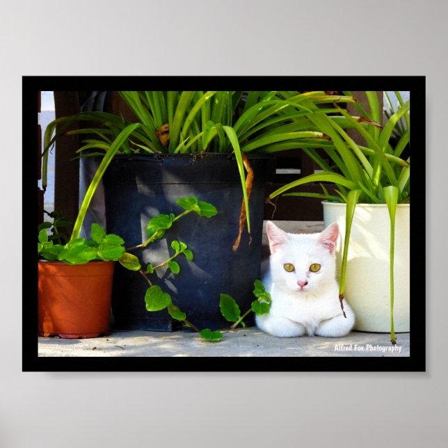Katten Bland Växterna Poster (Framsidan)