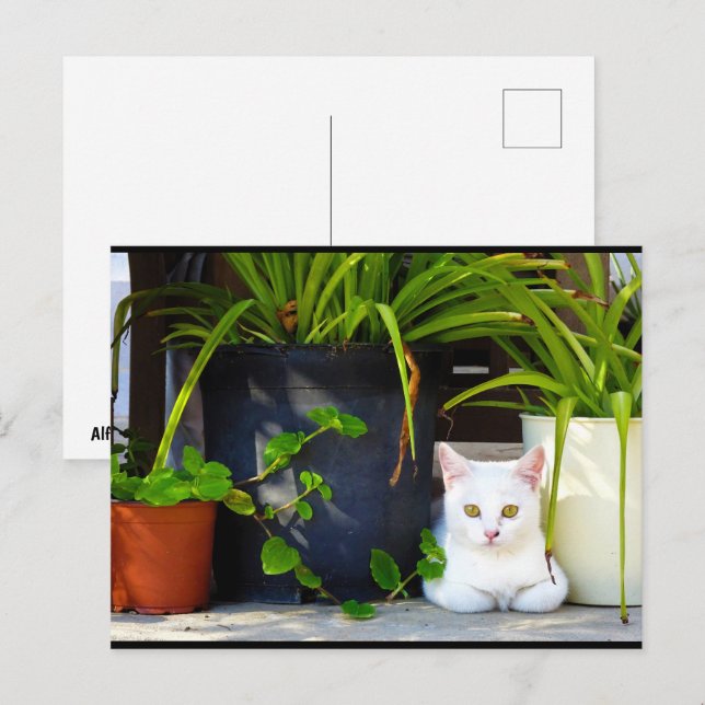 Katten Bland Växterna Vykort (Fram/baksida)
