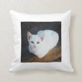 Katten dämpar kudde