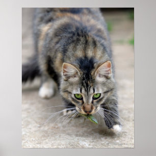 katten fångade en ödla poster