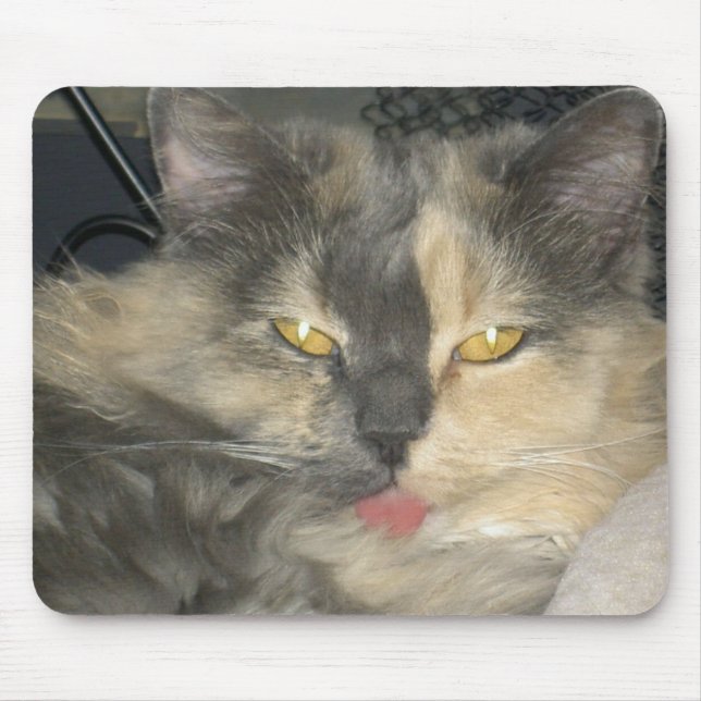 Katten fick din tunga musmatta (Framsidan)